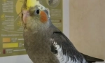Jak wybrać parrot corella